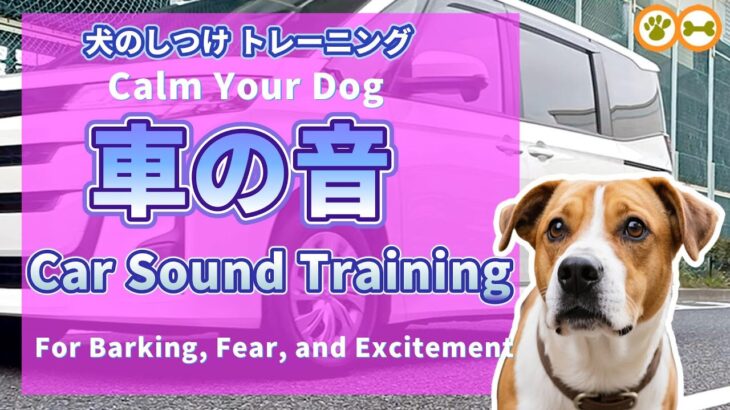 犬が車の音になれるトレーニング｜犬が車に吠える、怖がる、興奮する、車酔い、3ステップで対策