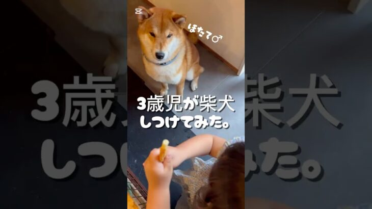 3歳児にしつけられる柴犬。#柴犬  #大家族 #shibainu #癒し #大型犬のいる生活 #柴犬と大家族 #愛犬 #かわいい #3歳児#japanesedog#柴犬のいる暮らし #柴犬大好き