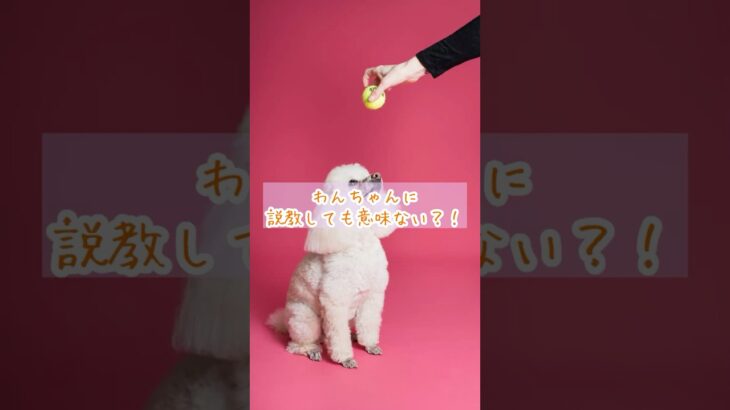 【犬に説教しても意味ない!?】実は“3秒ルール”が超重要だった！ #shorts #わんちゃん  #しつけ