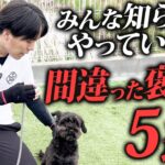 【犬しつけ】みんな知らずにやっている…!?間違った褒め方5選