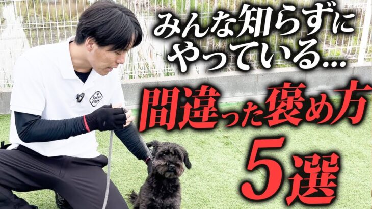 【犬しつけ】みんな知らずにやっている…!?間違った褒め方5選