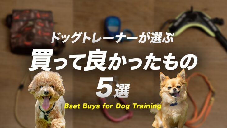 【犬 しつけ】実際に使って良かったアイテムはどれ？5つご紹介します！