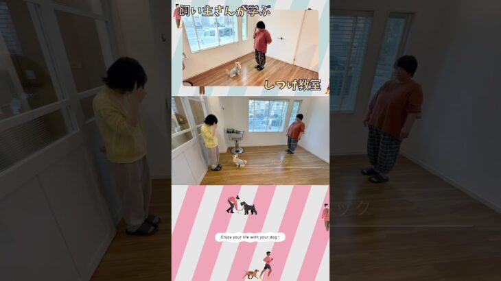 【しつけ教室】6才から始めるレッスン｜飼い主さんが変われば犬も変わる！