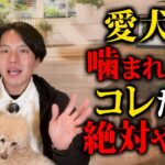 愛犬が噛んできた時に絶対やってはいけないこと8選【ドッグトレーナー解説】