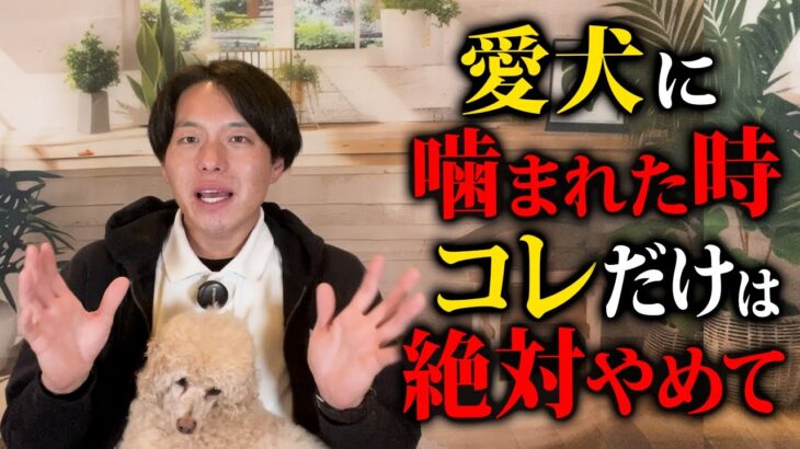 愛犬が噛んできた時に絶対やってはいけないこと8選【ドッグトレーナー解説】