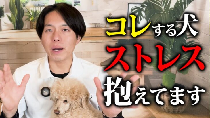 あてはまったら要注意。ストレスを抱えている犬がする行動8選【ドッグトレーナー解説】