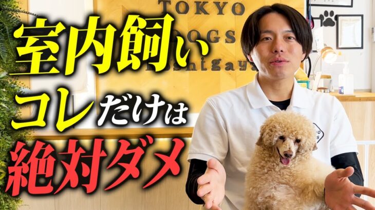 犬の室内飼いで絶対にやらないでほしいこと8選【プロドッグトレーナー解説】