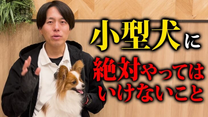 お家で小型犬に絶対やってはいけないこと8選【ドッグトレーナー解説】
