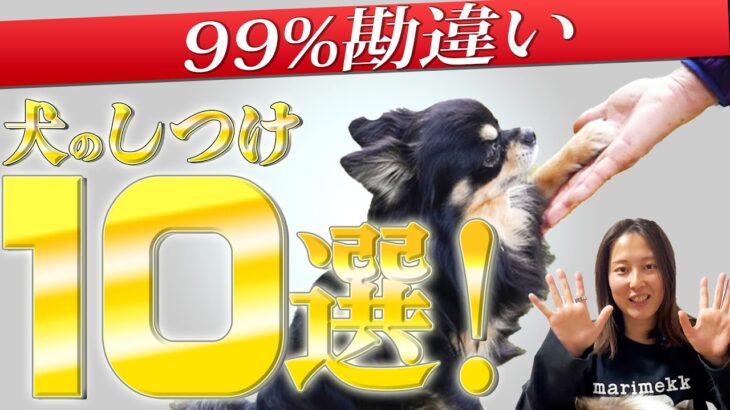 【99%の人が勘違い】この1本でしつけの勘違い10個を完全解説！