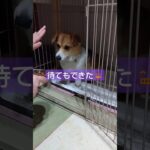 ぽてとのしつけ＃犬＃Dog＃コーギー＃子犬＃犬好き＃犬のいる生活＃犬のいる暮らし＃犬好きさんと繋がりたい＃地道＃短足＃可愛い＃一生懸命＃ご飯の時間＃ご飯早く欲しい＃わんチューバー