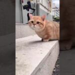 ペット Funny – 散歩道, ペット保険, 迷子札, 犬の訓練, 猫の爪とぎ