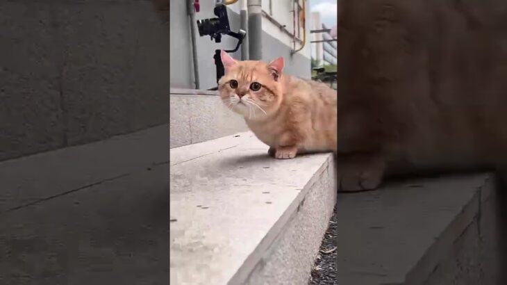 ペット Funny – 散歩道, ペット保険, 迷子札, 犬の訓練, 猫の爪とぎ