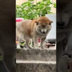 ペット Funny – 散歩道, ペット保険, 迷子札, 犬の訓練, 猫の爪とぎ
