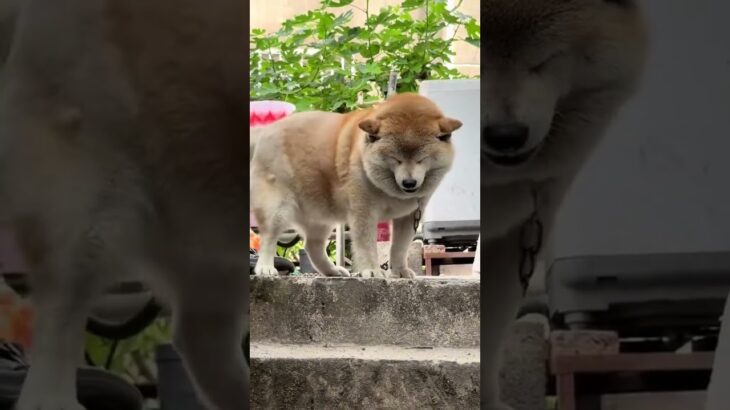 ペット Funny – 散歩道, ペット保険, 迷子札, 犬の訓練, 猫の爪とぎ