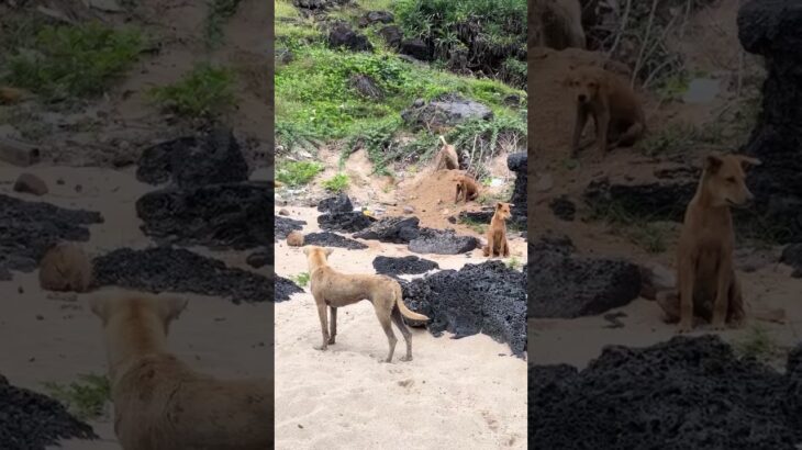 ペット Funny – 動物病院, 健康, トリミング, しつけ