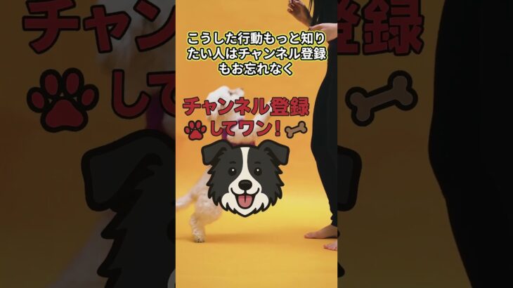 GOOD RULES 🐶 褒め方ひとつで犬の心が変わる！ #犬のしつけ #褒め方 #Shorts