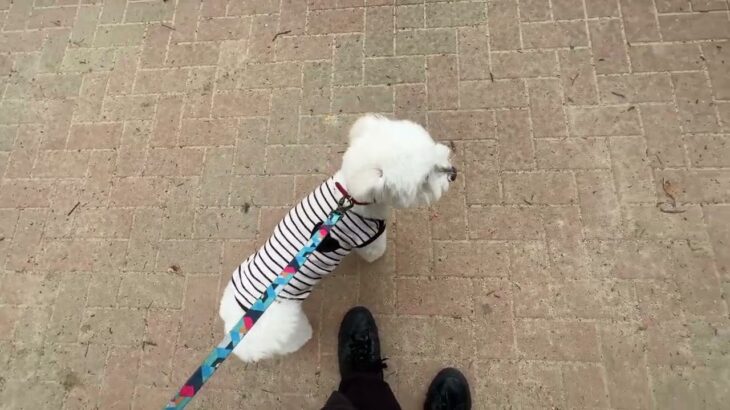 MIX犬の”シロくん”と”散歩トレーニング”！