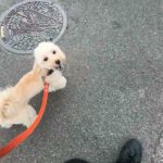 MIX犬の”ラッキーくん”と”散歩トレーニング”！