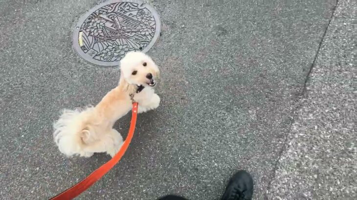 MIX犬の”ラッキーくん”と”散歩トレーニング”！