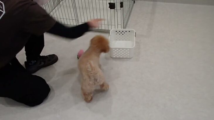 犬の幼稚園 Merlotちゃんとトレーニング