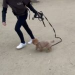 犬の幼稚園 Merlotちゃんとトレーニング
