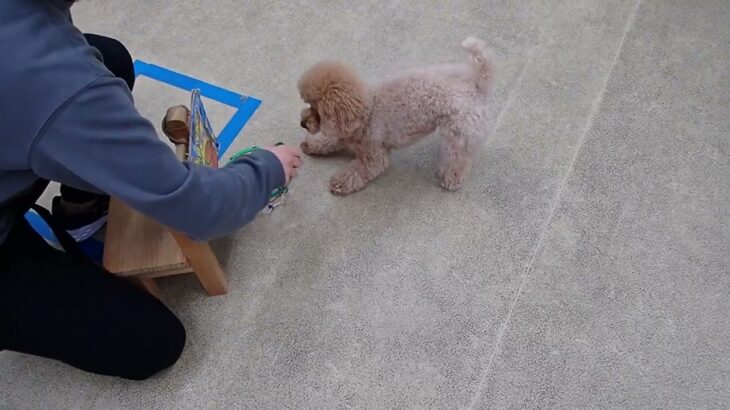 犬の幼稚園 Merlotちゃんとトレーニング