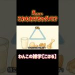 えっ、それもダメなの！？実は犬にあげちゃいけない食べ物、けっこうあるんです🐶大切なわんこの健康のためにチェックしてね！#犬のNG食べ物 #犬にあげちゃダメ #犬の雑学 #犬のしつけ #犬との暮らし