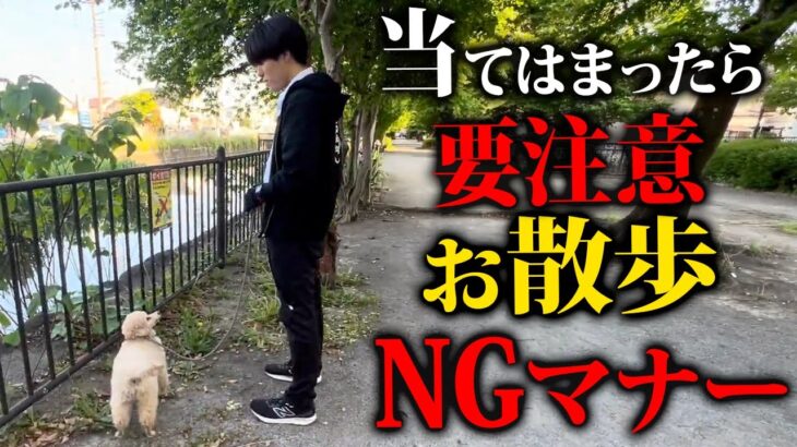お散歩で絶対やらないでほしいNGマナー【ドッグトレーナー解説】
