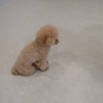 犬の幼稚園 PRIOくんとトレーニング