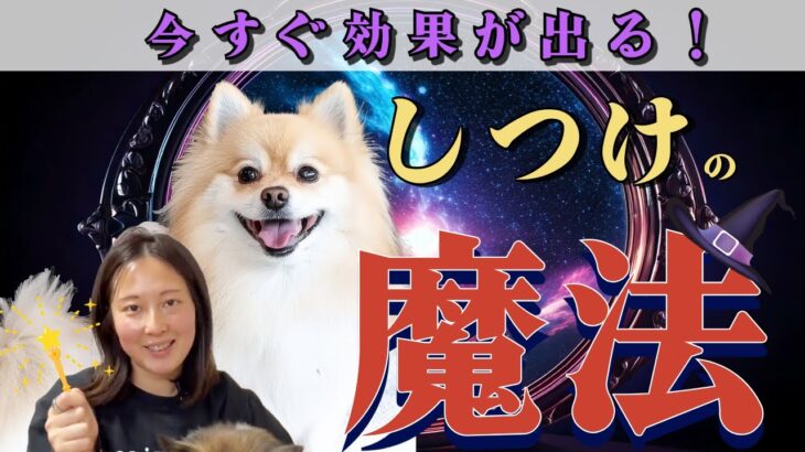 【有料級】今すぐ効果が出る！犬しつけの魔法TOP3
