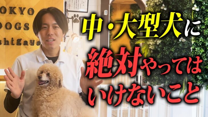 【しつけ】中大型犬に絶対にやってはいけないことTOP8をプロドッグトレーナーが解説します