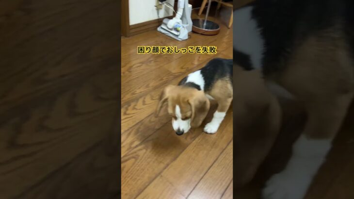 困り顔でおしっこ失敗😔#beagle #子犬しつけ