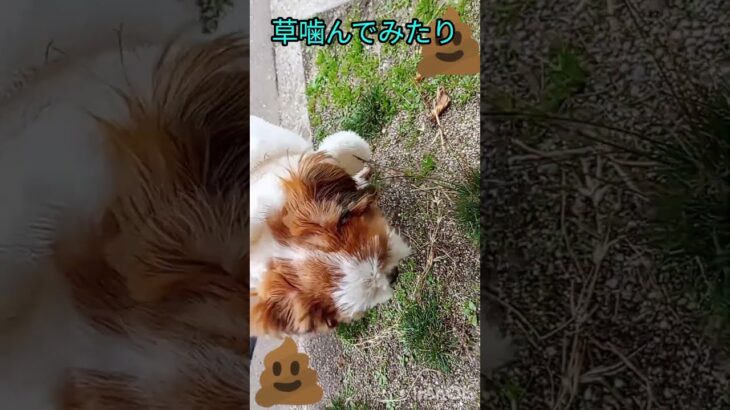 #可愛い #bgm #犬のいる生活 #puppy #シーズー #癒し #チーズー #マルチーズ#子犬のいる生活 #お散歩 #おもちゃ #おもちゃ遊び #おもちゃ探し #ボール遊び #しつけ #ハウス
