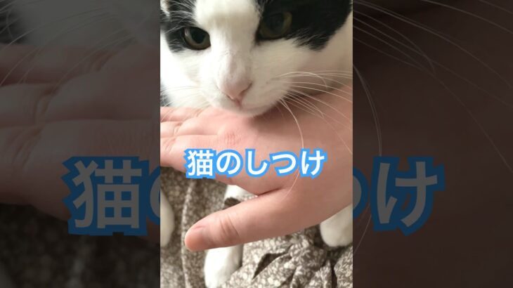 猫のしつけってどうしてますか？#うちの子今日も可愛い  #猫 #cat #ねこ #犬と猫 #猫と犬 #犬 #いぬ #dog #고양이 #강아지  music:えだまめ88様