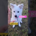 僕はちゃんとできた!!訓練頑張るぞ!!これからもよろしくね#犬好き #可愛い #こむぎ #日本スピッツ #cute #イッヌ #イッヌ #犬のいる生活 #パピー犬 #しつけ #訓練 #練習中 #タッチ