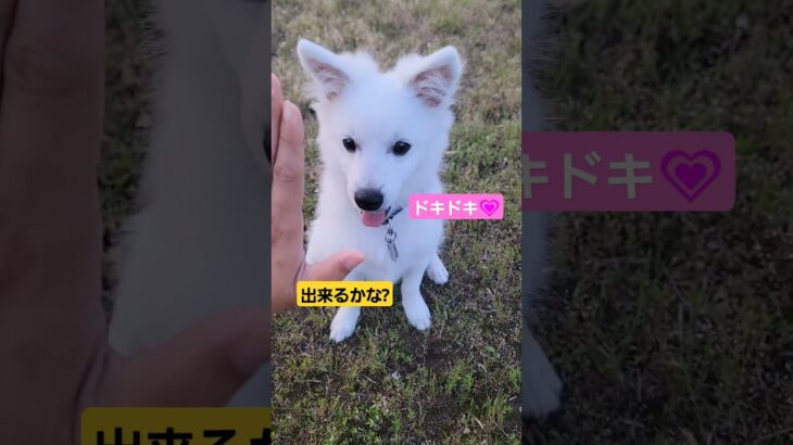 僕はちゃんとできた!!訓練頑張るぞ!!これからもよろしくね#犬好き #可愛い #こむぎ #日本スピッツ #cute #イッヌ #イッヌ #犬のいる生活 #パピー犬 #しつけ #訓練 #練習中 #タッチ