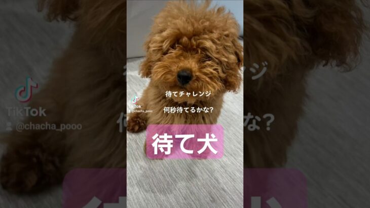 待て犬 #dog #トイプードル #赤ちゃん #可愛い #しつけ