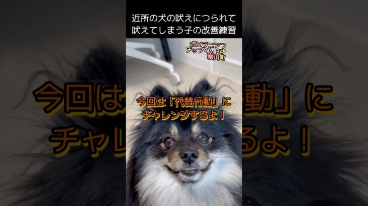 【近所の犬に吠える子を代替行動で改善】 #吠える #吠えます #犬の問題行動 #犬のしつけ #代替行動 #犬動画 #dog #ポメラニアン #黒ポメラニアン
