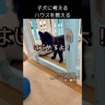 【ハウスの教え方】犬に考えさせます #ハウス #パピートレーニング  #犬動画 #犬のしつけ #dog #ポメラニアン #黒ポメラニアン #パピー #子犬 #仔犬 #こいぬ