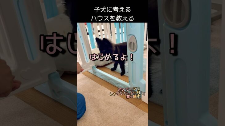 【ハウスの教え方】犬に考えさせます #ハウス #パピートレーニング  #犬動画 #犬のしつけ #dog #ポメラニアン #黒ポメラニアン #パピー #子犬 #仔犬 #こいぬ