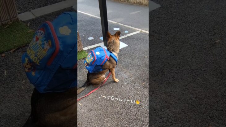 今日はお弁当持参で登校です🍱#保護犬 #雑種犬 #元野犬 #犬 #dog #dogschool  #犬のいる暮らし #shorts #ドッグスクール #犬の訓練 #犬の幼稚園 #犬のしつけ