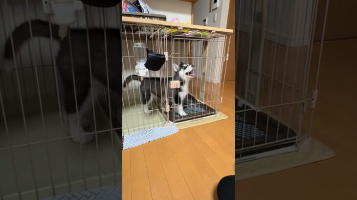 #dog #大型犬のいる生活 #dogshorts #可愛い #husky #癒し #siberianhusky #puppy #シベリアンハスキー #トイレトレーニング#しつけ#大型犬のしつけ