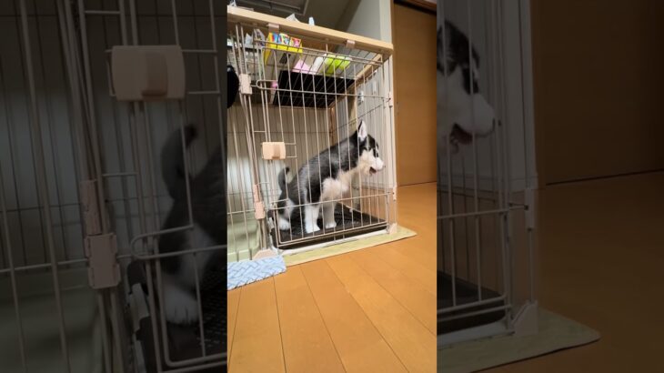 #dog #大型犬のいる生活 #dogshorts #可愛い #husky #癒し #siberianhusky #puppy #シベリアンハスキー #トイレトレーニング#しつけ#大型犬しつけ