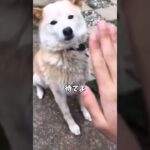 【癖つよいなぁ】#いぬ #犬 #イヌ #dog #shorts #comedy #かわいい #しつけ