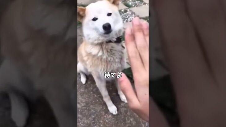 【癖つよいなぁ】#いぬ #犬 #イヌ #dog #shorts #comedy #かわいい #しつけ