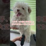ポケモンっぽくカットして！#犬のしつけ #噛み犬 #トリミング #ドッグトレーナー #チワプー #夫婦漫才 #doglife