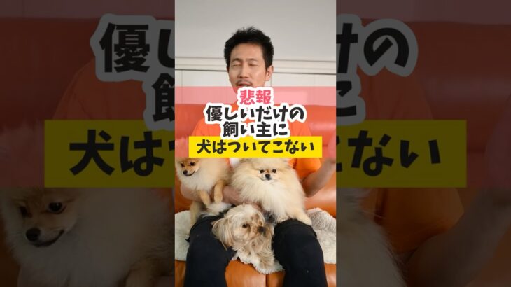 優しいだけの飼い主には犬はついてきてくれない！ #dog#犬のいる暮らし#shorts
