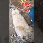 【究極のふせ】「おすわり？ふせ？迷っちゃうワンコのしつけタイム！」 #ポメプー #puppy