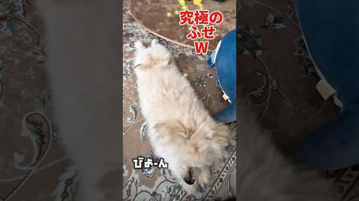 【究極のふせ】「おすわり？ふせ？迷っちゃうワンコのしつけタイム！」 #ポメプー #puppy
