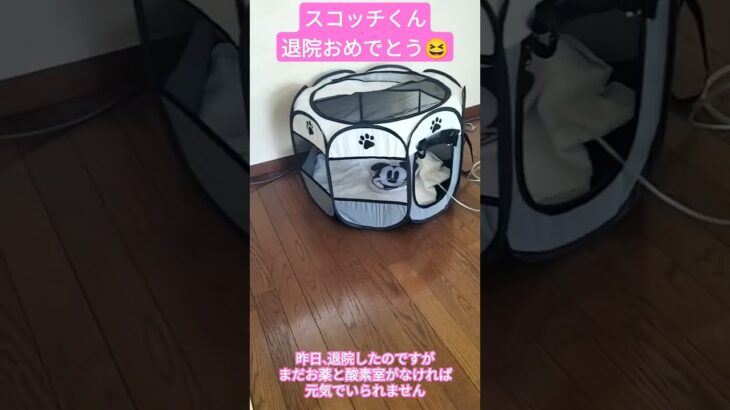 #埼玉県本庄市 #シーズー #かわいい犬 #病気 #酸素室#しゃべる犬 #しつけ #shihtzu #ラーメン居酒屋 #退院 #犬のいる生活 #本庄ラーメン #本庄市 #本庄グルメ #大切な時間